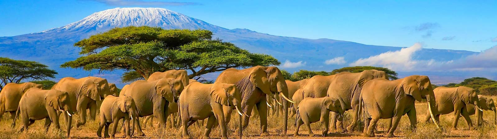 Discover Majestic Africa