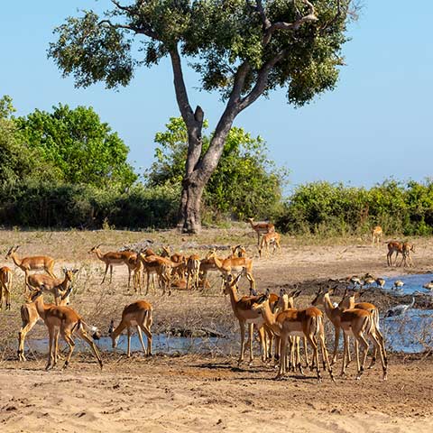 Animals grazing on an Africa safari during a Botswana vacation