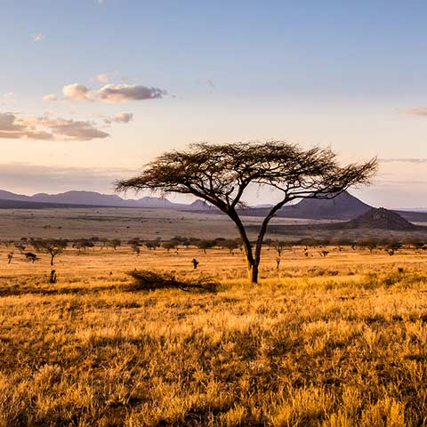 View of the beautiful African savannah on a Kenya safari
