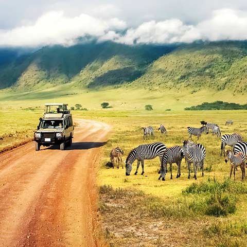A view of a Zebra herd on the Serengeti during a Tanzania safari vacation